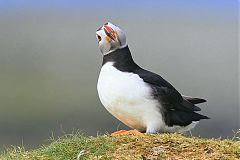 Atlantic Puffin